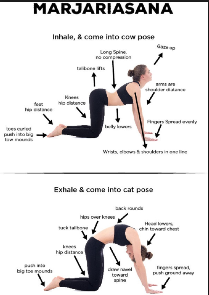 Cat Cow Yoga Pose PNG